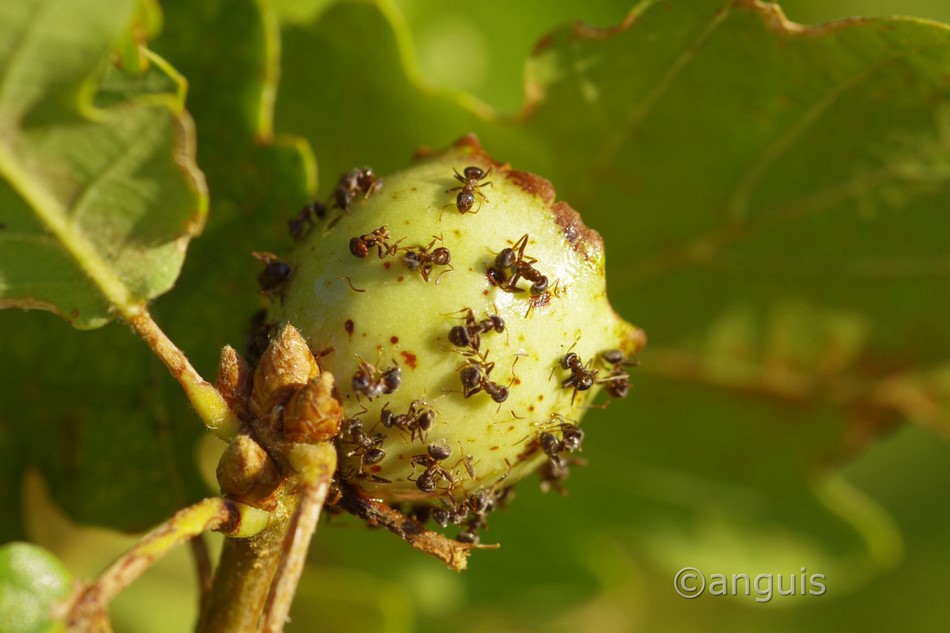 galla mortale di Andricus quercustozae, Cynipidae